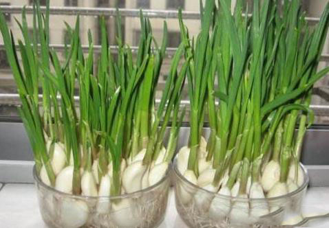 農(nóng)業(yè)科普:你所不知道的大蒜的秘密,帶你走進(jìn)大蒜的世界