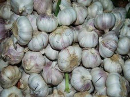 農(nóng)業(yè)科普:你所不知道的大蒜的秘密,帶你走進(jìn)大蒜的世界