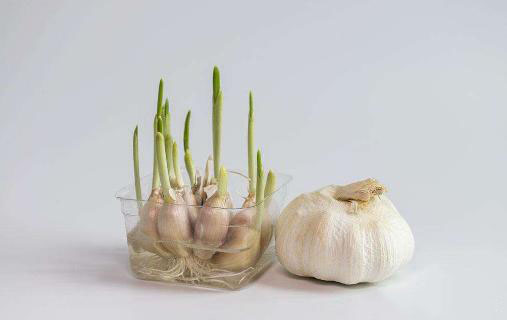 農(nóng)業(yè)科普:你所不知道的大蒜的秘密,帶你走進(jìn)大蒜的世界