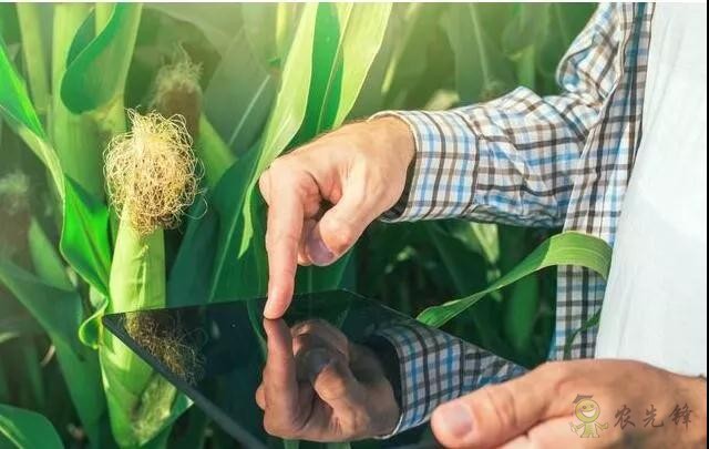 未來農(nóng)業(yè)價(jià)值可期！阿里、京東、華為，碧桂園紛紛發(fā)力數(shù)字農(nóng)業(yè)