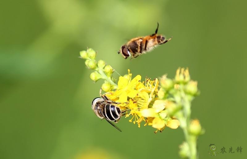 農業物聯網如何顛覆傳統農業？