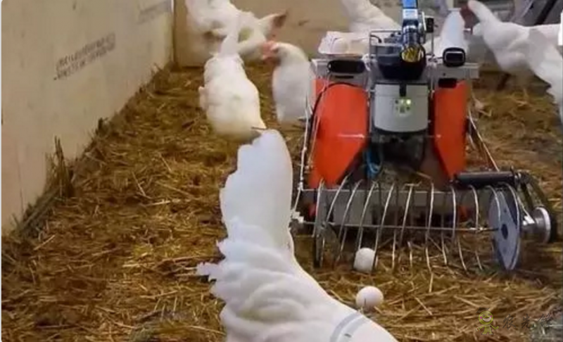 當機器人走進農場,奶牛都震驚了!
