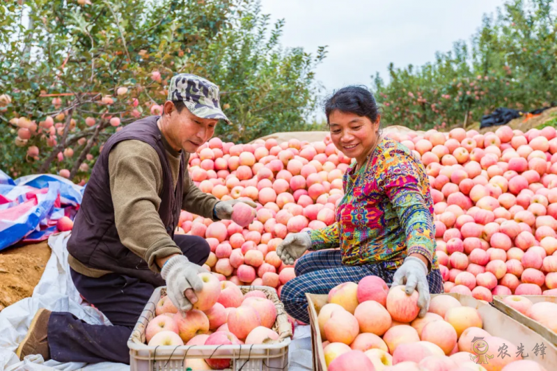 從平度實踐找尋脫貧與振興有效銜接的&ldquo;產業密碼&rdquo;