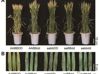 科研進展丨具有高產(chǎn)和氮高效利用潛力的小麥新種質誕生