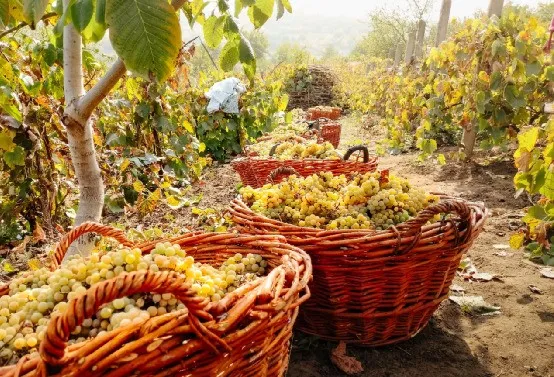 華為不止有豬聯網,還有華為莫塞爾高端農產品商城