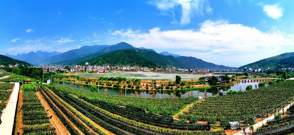 習水這五年:現代農業助推鄉村振興