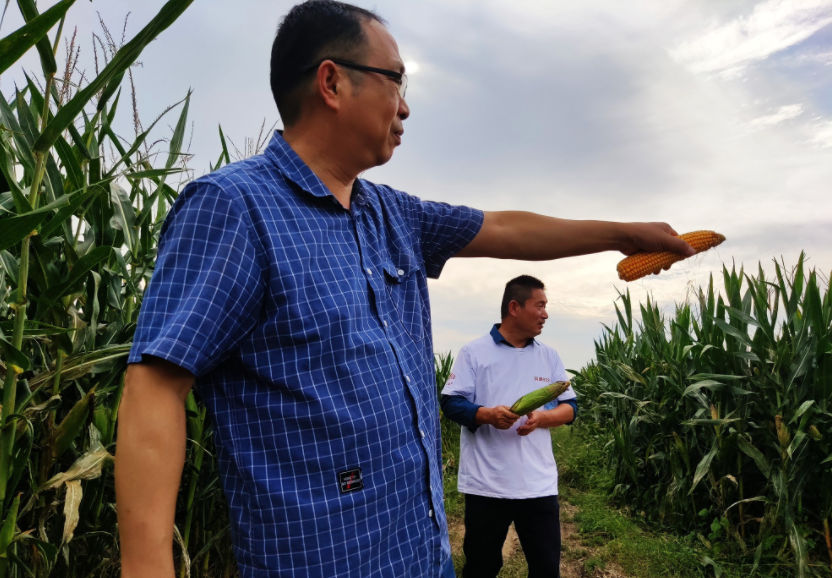 國家加大農業獎補力度，對農民種糧是個好消息，2022年該如何調整