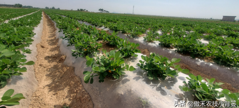 農作物起壟種植有哪些好處?起壟時如何確定最佳壟高?