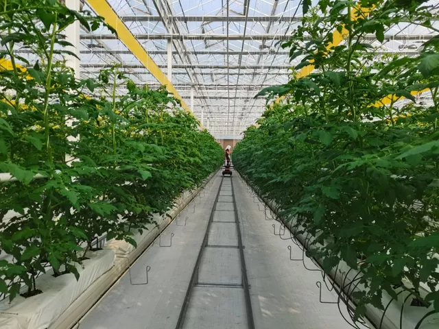 山東出臺指導意見 加快推進設施種植機械化