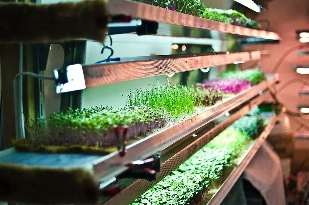 什么是垂直農場?垂直農場的盈利前景與經典案例