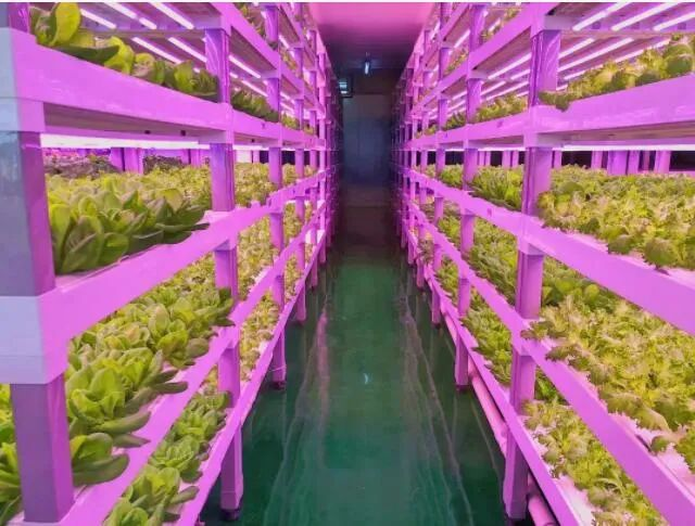 透視中日荷三國“植物工廠”案例,植物工廠的下一站又是什么