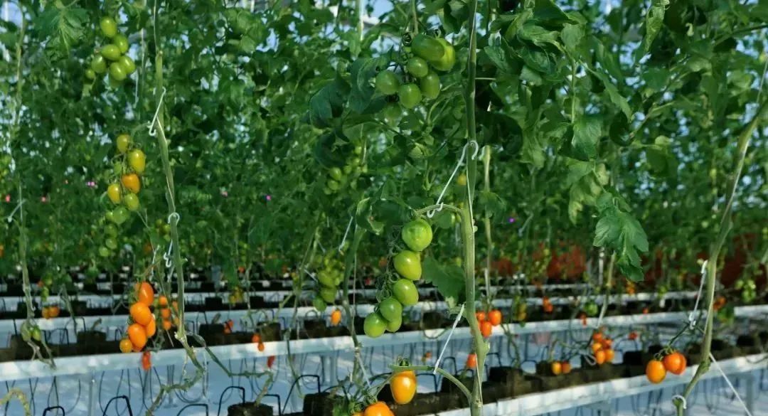 垂直農(nóng)業(yè)：鏈接城市和農(nóng)業(yè)的新模式