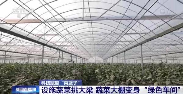 科技賦能“菜籃子”！看蔬菜大棚如何變身“綠色車(chē)間”