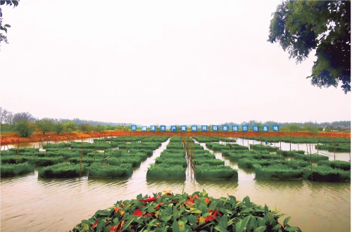 仙桃:一個百億級黃鱔產業鏈正在形成 仙桃:一個百億級黃鱔產業鏈正在形成