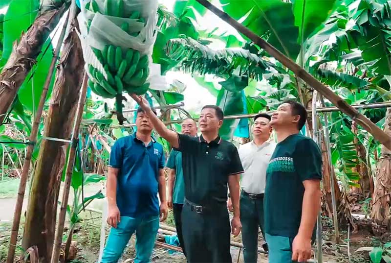 菌肥時代來了!治理土壤“疑難雜癥”引領(lǐng)綠色農(nóng)業(yè)新風(fēng)尚 菌肥時代來了!治理土壤“疑難雜癥”引領(lǐng)綠色農(nóng)業(yè)新風(fēng)尚